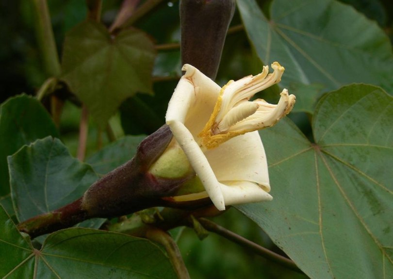 Balsafa, Ochroma pyramidale, évelő, fásszárú